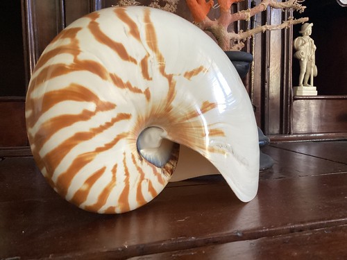 Gros coquillage nautile - coquillage,