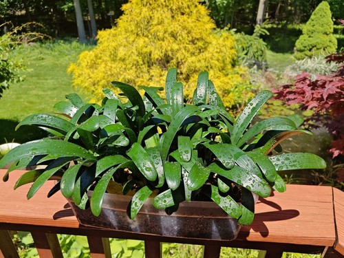 Clivia seedlings 3 leaves - clivia, (3