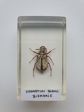 Insecte sous résine - ,