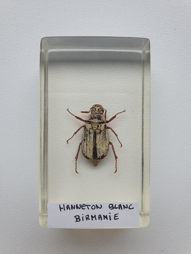 Insecte sous résine - ,