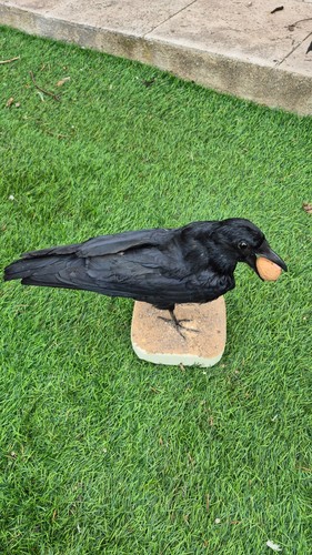 Taxidermie oiseau - taxidermie,