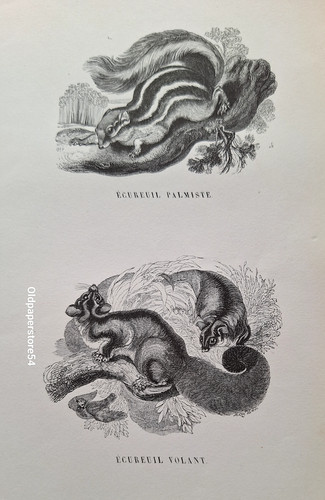 Gravures 1842 animaux - gravures,