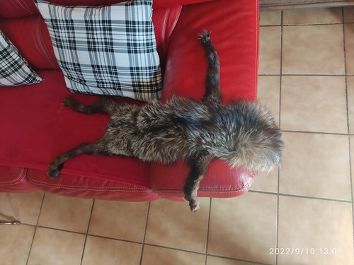 Peau renard sans - de, queue