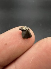 Nautile Beak From France Fossile Fossil Fossilien Bec Nautile Rhyncholite