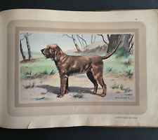 Chien, Chasse, Griffon