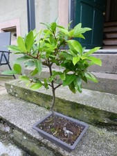 MAGNIFIQUE BONSAI LAURIER SAUCE .  12 ANS .