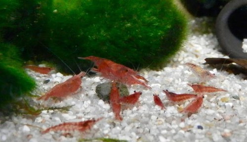 Crevettes red cherry - red, aquarium