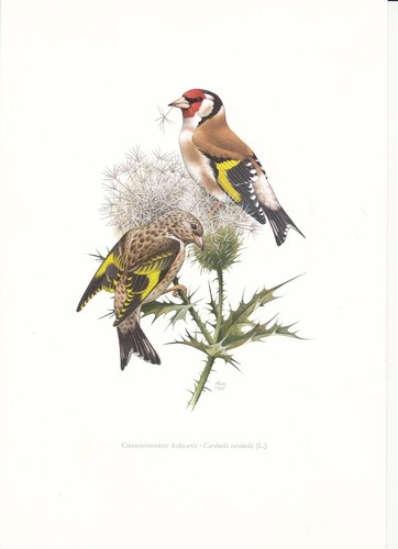 Planche histoire naturelle - planche,