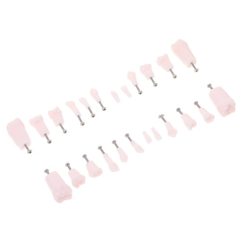 Pcs modèle dents - 24,