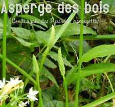 Lot de 500 graines   Asperge des Bois , bio, naturel,  sauvage 