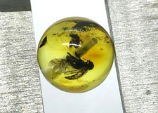 AMBRE avec insecte perle ronde