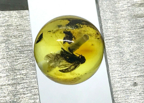 Ambre avec insecte perle - ambre,