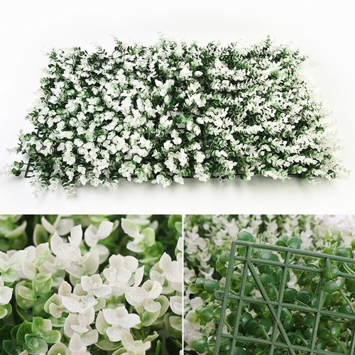 Plante mur vert mariage - plante,