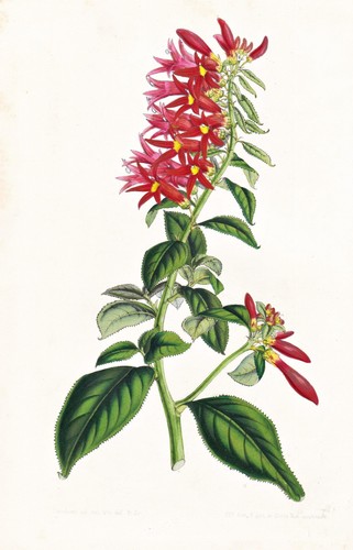 Siphocampylus amoenus america - siphocampylus,