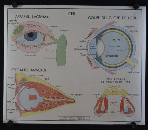 Oeil gout l - l'oeil, &