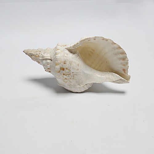 Grand coquillage antique