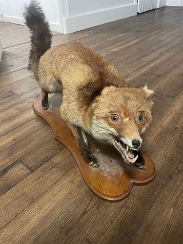 Ancienne taxidermie renard - taxidermie,