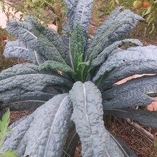 600 graines de chou noir de toscane – chou kale - récolte 2022