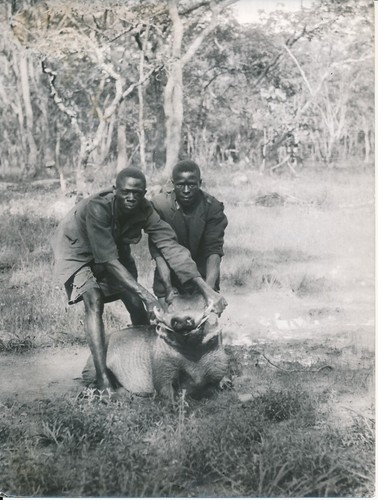 Rhodesie 1950 chasse au - rhodesie, c.