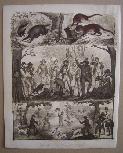 Beautiful engraving badger and - engraving,