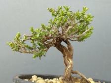 Bonsaï Thym Méditerranée 12