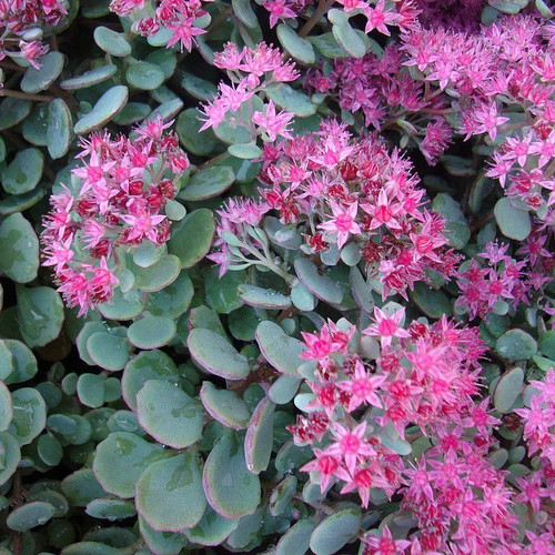 Sedum cauticola lidakense - cauticola,