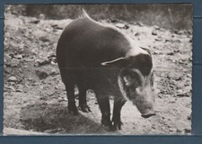 CPSM vers 1960 nature faune animaux   pécari