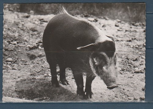 Cpsm vers 1960 nature - nature, faune