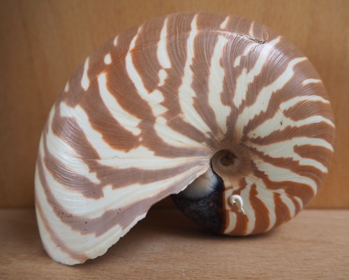 Coquillage nautile seashelle - nautile,