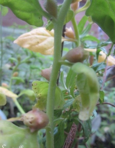 Tetragone cornue - tetragone,