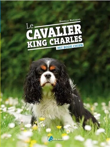 Cavalier king charles - cavalier,