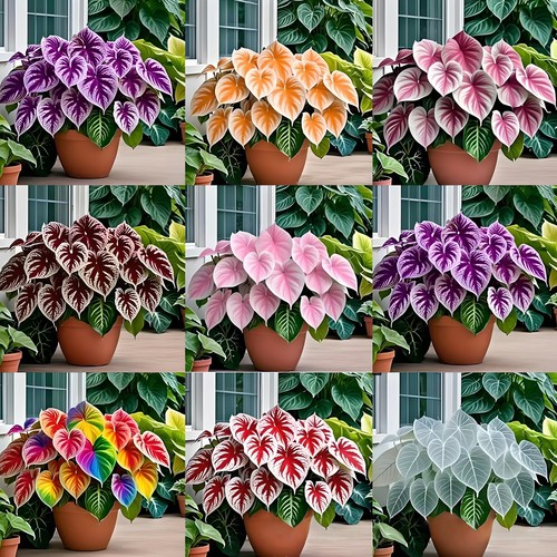 Fleur caladium nain plante - fleur, de