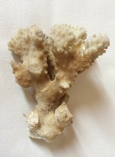 Corail blanc 176 grammes hauteur 11 cm