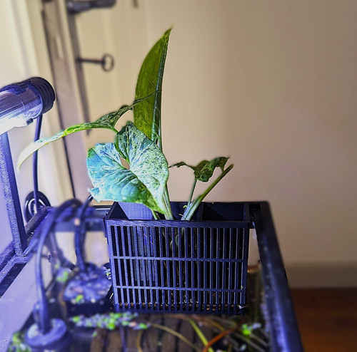 Support plante - support,