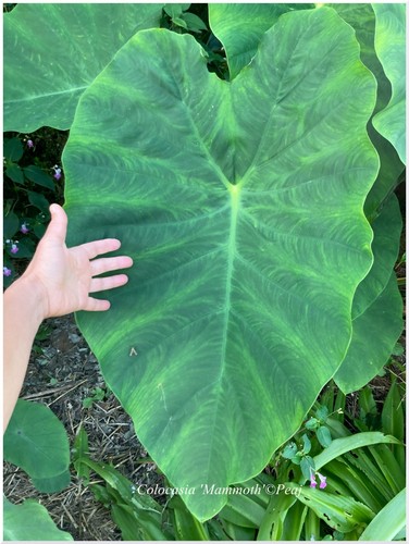 Colocasia mammoth géant - géant, °