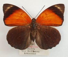 Agrias claudina sardanapalus