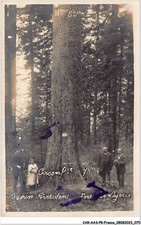 CAR-AASP8-0574 - FRANCE - CARTE PHOTO - FORET DE LAJOUX.SAPIN PRESIDENT