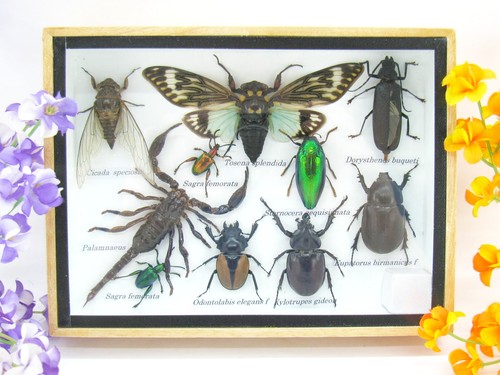 Insectes exotiques réel - 3d,