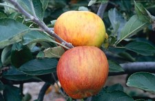 MALUS DOMESTICA 'RIBSTON