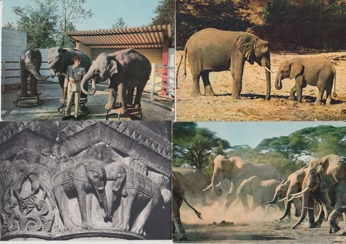 Elephants animals vintage - elephants,