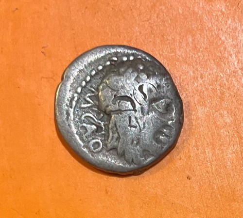 Quinaire porcia - quinaire,