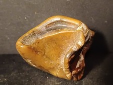 Dent Coelodonta Antiquitatis