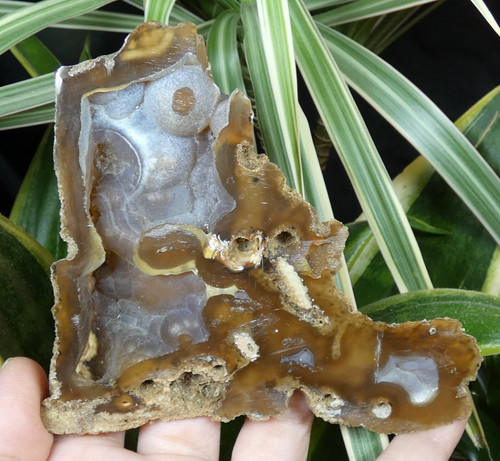 Corail agatisé agate - agate, tampa