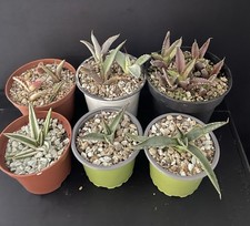 WHOLESALE 20 Différents Clones Agave Titanota varieties White Rhino Eborispina