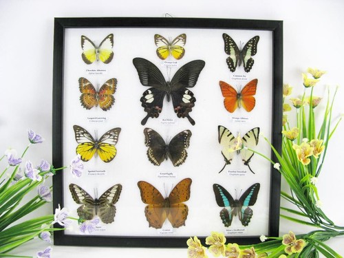 Vrais beaux papillons - 12,