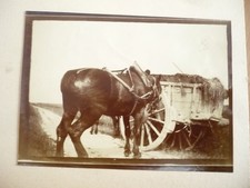 PHOTO  1890 CHEVAL CHARETTE DE FOIN
