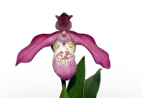 Phragmipedium anahi carchi - phragmipedium,