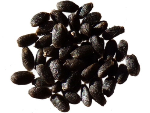 Basilic citron bio ocimum - citron,