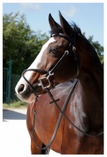 Bridle Tattini En Cuir Avec Mousquetons Et Caparaçon Mexicain