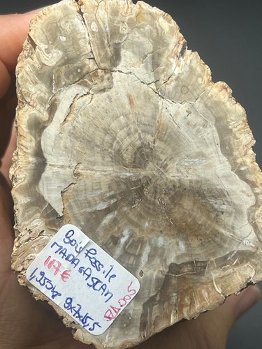 Tranche bois fossile - de, 1kg950